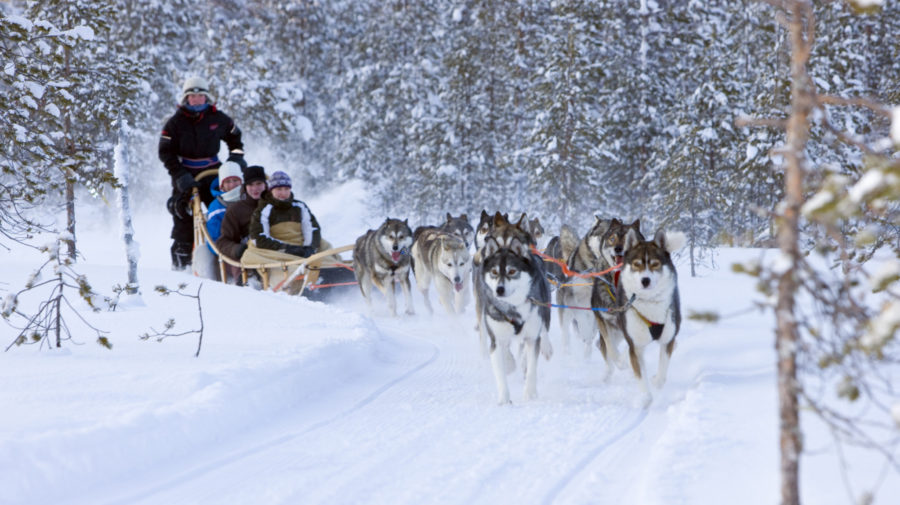 Husky Farm Winter Tour