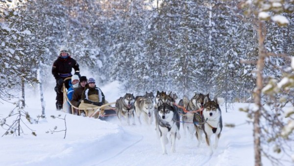 Tour to the Husky Park - Dog Sledging with Siberian Husky