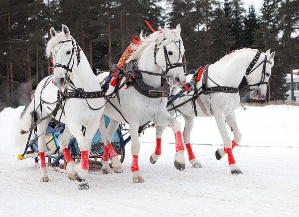 Visita guiado de invierno a San Petersburgo