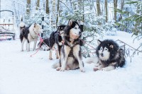 Husky Farm Winter Tour &ndash; Murmansk, Russia