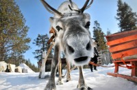 Saami Village Private Tour - Russia North Tours - Visit Murmansk